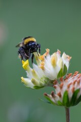 bee on flower