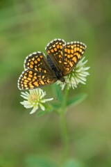 Brown butterfly on a flower on a summer meadow