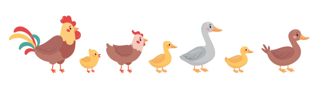 Poultry set vector illustration in cartoon style. Bird family, rooster, hen, chick, goose, gosling, duck and duckling. Cute colorful farm characters