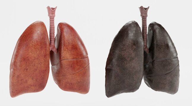 Realistic 3D Render of Respiratory System