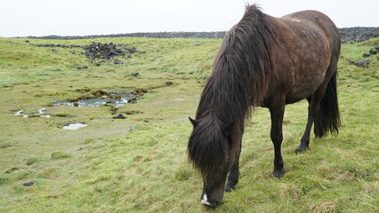 Island-Pony auf der Weide