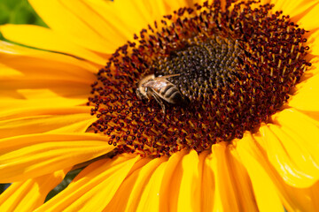 Abeille recueillant le nectar d'une fleur de tournesol, en pleine journ&eacute;e ensoleill&eacute;