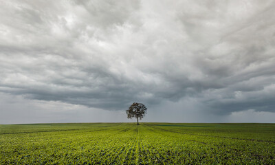 single tree beautiful landscape green field cloudy sky sunset loneliness hope