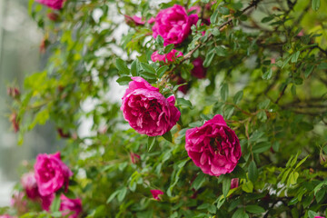 A bush with lush pink roses in a flower garden.