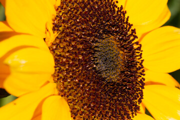 Tournesol tourn&eacute; vers le soleil