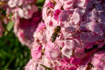 Survole d'un oeillet par une abeille, dans un champs de fleur