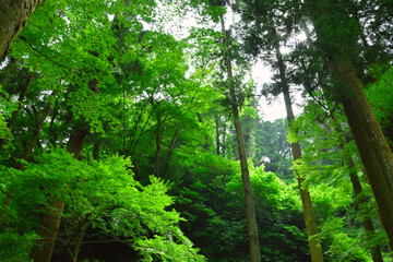 Fototapeta premium 北鎌倉の木立の風景