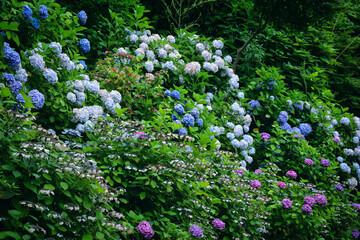 鎌倉の紫陽花のある風景
