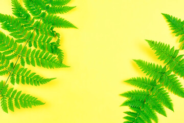 Fototapeta na wymiar A frame of green fern leaves on a bright yellow background. Space for the text. Planning your vacation. Template for the design. Tropical background. The concept of recreation and travel.