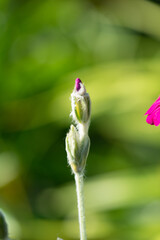 Pinke Blüte - Pflanze - Natur