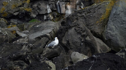 Möve auf einem Felsen in Reykjavik