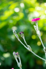 Pinke Blüte - Pflanze - Natur