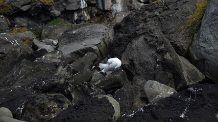 Möve auf einem Felsen in Reykjavik