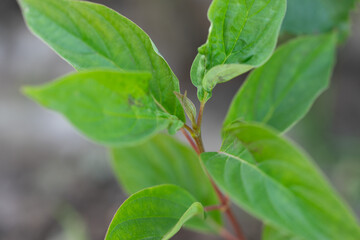 Rosen - Pflanze - Natur
