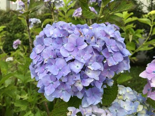Pale blue-purple hydrangea flowers