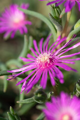 Pflanze - Bl&uuml;te - Natur