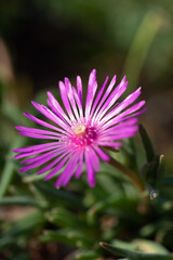 Obraz premium Pflanze - Blüte - Natur