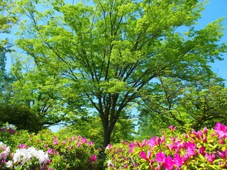 Fototapeten 春の公園の新緑の欅と花咲く躑躅 © smtd3