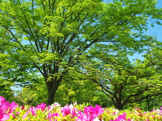 春の公園の新緑の欅と花咲く躑躅
