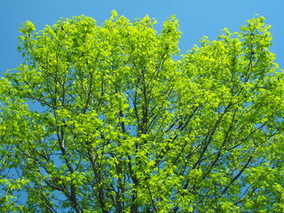 春の公園の新緑のモミジバフウと青空