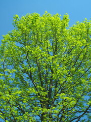 春の公園の新緑のモミジバフウと青空