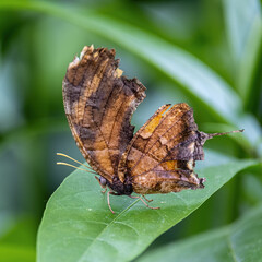Schmetterling