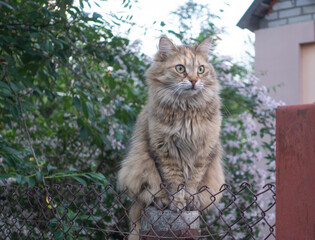 Naklejka na ściany i meble Cat sitting on a fence near a village house