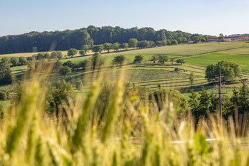 champs de bl&eacute; et prairie dans une campagne vallonn&eacute; et verdoyante
