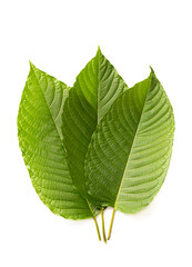 Fresh Kratom (Mitragyna speciosa) leaf isolated on white background with clipping path.
