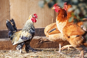 Chickens and little rooster in chicken house.
