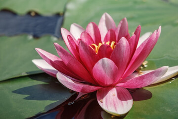 Large bud of pink lotus with green leaves on the water in the lake side view.