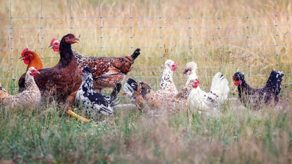A small flock of hens in a paddock. The birds are kept for eggs.