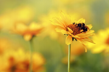 Yellow coneflower echinacea with a bumblebee close-up. Sunny yellow blurred bokeh in background.