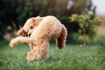 A little puppy of a peach poodle in a beautiful nature background happily running and jumping.. A fun photo of a naughty little dog, with free space for text