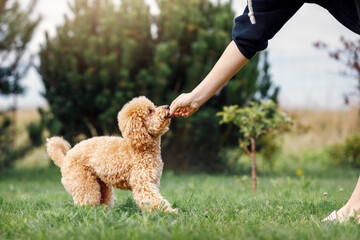 Little brown poodle. Small puppy of toypoodle breed. Cute dog and good friend. Dog games, dog...