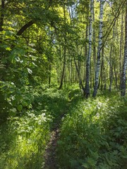 Fototapeta na wymiar Footpath in the forest, sun rays shine through trees