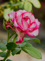 Blossoming bud of a two-tone beautiful rose.