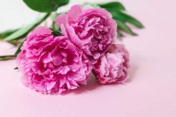 Beautiful bouquet of pink pastel peony flowers on a light pink background. Selective focus.