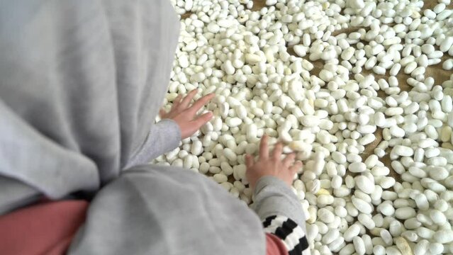 Silkworms feeding on mulberry leaves in a silkworm production facility.
Processes of preparing silkworm cocoons for silk production.
