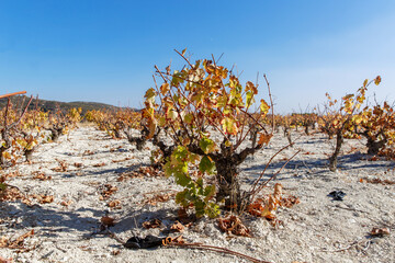 Bush of lush grape on dry soil.