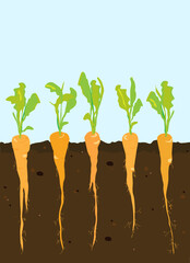 A cross-section of carrots growing in rich, dark soil. Space for your text. EPS10 vector format.