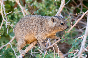 Cute Hyrax or Rock Rabbit from Namibia also called Dassie on a tree
