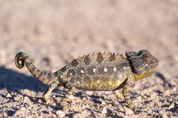 Chamaeleo namaquensis: Desert Chamaeleon in Namibia near Spitzkoppe in Africa