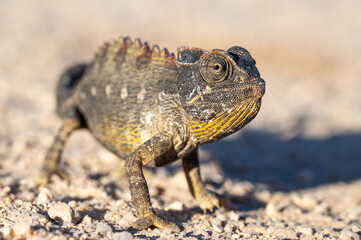 Chamaeleo namaquensis: Desert Chamaeleon in Namibia near Spitzkoppe in Africa