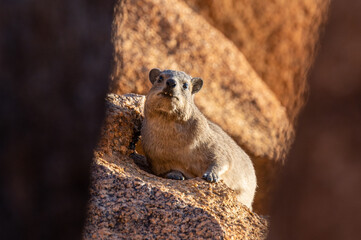 Hyrax sitting on a rock at sunset