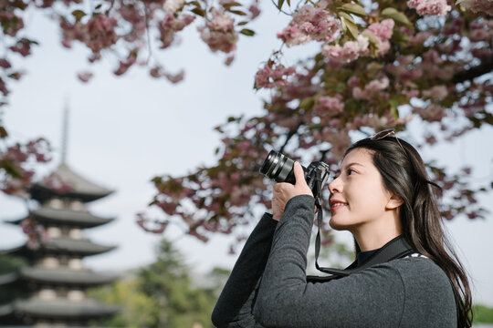 side view taiwanese woman is taking a photo of the gorgeous scenic attraction under cherry trees. selective focus female is using camera to seize the beauty near five storied pagoda.