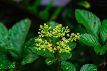 ヤブガラシの赤い花