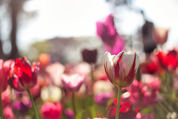 赤と白のチューリップ