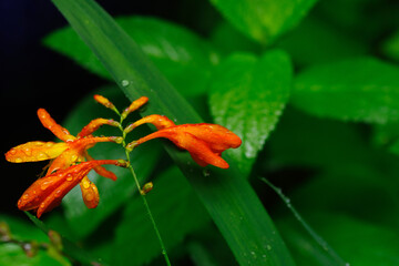 雨に濡れて水玉がついたヒメヒオウギズイセン