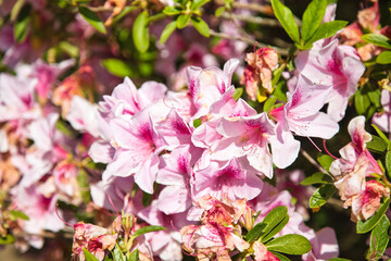 キレイに咲くピンクのツツジ